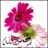 أم عائشة